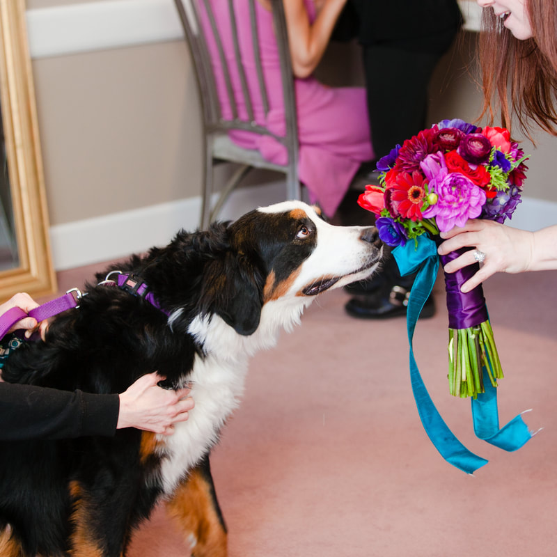 dog sniffing Bridal bouquet, dogs at weddings, denver wedding planner, colorado wedding planner, chateaux at fox meadow weddings, sweetly paired, bold colors wedding inspiration