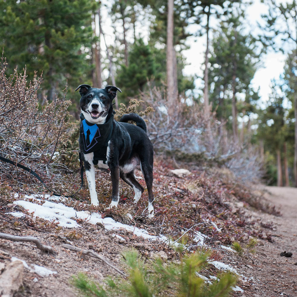 dogs at weddings, real weddings, destination elopement, colorado mountain elopements, breckenridge weddings, sweetly paired